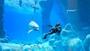 Imagem de Endless Ocean Luminous - Switch