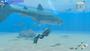 Imagem de Endless Ocean Luminous - Switch