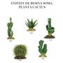 Imagem de Enfeite de resina soma planta cactus 102