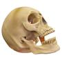 Imagem de Enfeite Halloween Cranio Caveira Esqueleto Gargalhada Assustadora Maxilar Articulado Sensor Movimento