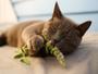 Imagem de Erva Do Gato Catnip Natural UzeCat Para Brinquedo 3g