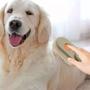 Imagem de Escova a Vapor Eletrica Cao Pet Gato Cachorro Remove Pelo Massagem Bateria Recarregavel Animal de Estimaçao Escovaçao Limpeza Higiene
