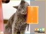 Imagem de Escova Massageadora Para Gatos Com Erva Truqys - Coçadinha - TRUQYS PETS