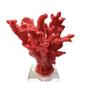 Imagem de Escultura coral medio com base acrilica vermelho