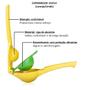 Imagem de Espremedor Manual Duplo Laranja Limão Suco Metal Reforçado