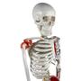 Imagem de Esqueleto 85 cm com Inserções Musculares, Ligamentos, Suporte e Base
