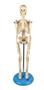 Imagem de Esqueleto Humano 45 cm Altura Articulado, Anatomia