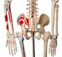 Imagem de Esqueleto Humano 85 cm Altura, Articulado com Inserções Musculares