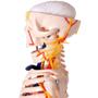 Imagem de Esqueleto Humano 85 cm Altura Nervos e Vasos Sanguíneos