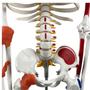 Imagem de Esqueleto Humano 85 Cm Com Inserções Musculares E Ligamentos Modelo Anatômico Educativo