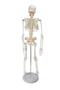 Imagem de Esqueleto Humano Clássico de 85 cm com Suporte