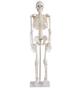 Imagem de Esqueleto Humano Clássico De 85 Cm Com Suporte