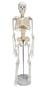 Imagem de Esqueleto Humano com Ramificações Nervosas de 85 cm