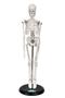 Imagem de Esqueleto Humano de 45 cm Altura com Suporte, Anatomia