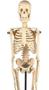 Imagem de Esqueleto Humano de 45 cm