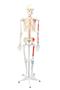 Imagem de Esqueleto humano padrão 1,70 cm c/ origens e inserções musculares e haste c/ suporte e rodas sd5001b
