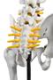 Imagem de Esqueleto humano padrão articulado 85cm de altura