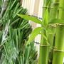 Imagem de Essência Alecrim com Bamboo 100ml
