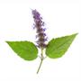 Imagem de Essência Óleo Concentrada Aromática Patchouli 1 Litro