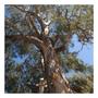 Imagem de Eucalipto Camaldulensis p/ Refloretamento 10g