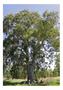 Imagem de Eucalipto Camaldulensis p/ Refloretamento 10g