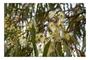 Imagem de Eucalipto Camaldulensis p/ Refloretamento 20g
