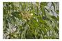 Imagem de Eucalipto Citriodora p/ Refloretamento 10g