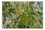 Imagem de Eucalipto Citriodora p/ Refloretamento 40g