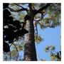 Imagem de Eucalipto Cloeziana p/ Reflorestamento 20g