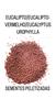 Imagem de Eucalipto Urophylla / Eucalipto Vermelho - 100mg de Sementes Peletizadas