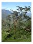 Imagem de Eucalipto Urophylla p/ Produção de Madeira 50g