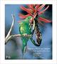 Imagem de Fauna e Flora no Campus: Fauna and Flora of the Campus