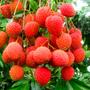 Imagem de Fertilizante Adubo Forth Frutas 400g Floração E Frutificação Forth Jardim