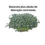 Imagem de Fertilizante NPK de liberação controlada 3M 16-8-12(+2) - 1 kg Plantas Ornamentais Orquídeas Suculentas Cactos Frutas