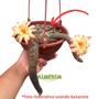 Imagem de Fertilizante NPK de liberação controlada 3M 16-8-12(+2) - 1 kg Plantas Ornamentais Orquídeas Suculentas Cactos Frutas
