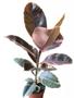 Imagem de Ficus elastica Ruby adulta de 70 a 90 cm