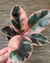 Imagem de Ficus elastica Ruby adulta de 70 a 90 cm
