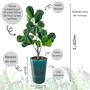 Imagem de Ficus Lyrata Artificial Planta Com Vaso Folhas Árvore Cheia 