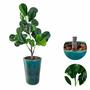 Imagem de Ficus Lyrata Artificial Planta Com Vaso Folhas Árvore Cheia 