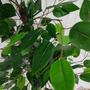 Imagem de Ficus Verde Figueira Planta Artificial com Vaso Decorativo