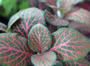 Imagem de Fittonia albivenis Forest Flame (Planta Mosaico Rosa)