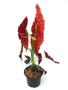 Imagem de Flor Begonia Maculata Planta Adulta Natural Exótica Rara Para Ambientes Jardins Decoração