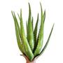 Imagem de Flor Decorativa Aloe Verde Artificial 50cm Florarte