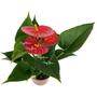 Imagem de Flor Muda Mini Antúrio Vermelho Planta Natural Adulta Com Vaso 9 Rara Exótica Natureza Ambientes Decoração