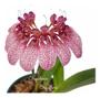Imagem de Flor Orquídea Bulbophyllum Eberhardtii Planta Adulta Natural Exótica Rara Natureza Ambientes