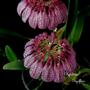 Imagem de Flor Orquídea Bulbophyllum Eberhardtii Planta Adulta Natural Exótica Rara Natureza Ambientes