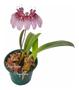 Imagem de Flor Orquídea Bulbophyllum Eberhardtii Planta Adulta Natural Exótica Rara Natureza Ambientes