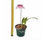 Imagem de Flor Orquídea Bulbophyllum Eberhardtii Planta Adulta Natural Exótica Rara Natureza Ambientes