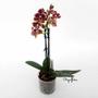 Imagem de Flor Orquídea Mini Phalaenopsis Exótica Planta Adulta N73 Decoração Natural Ambientes Jardins Beleza