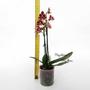 Imagem de Flor Orquídea Mini Phalaenopsis Exótica Planta Adulta N73 Decoração Natural Ambientes Jardins Beleza